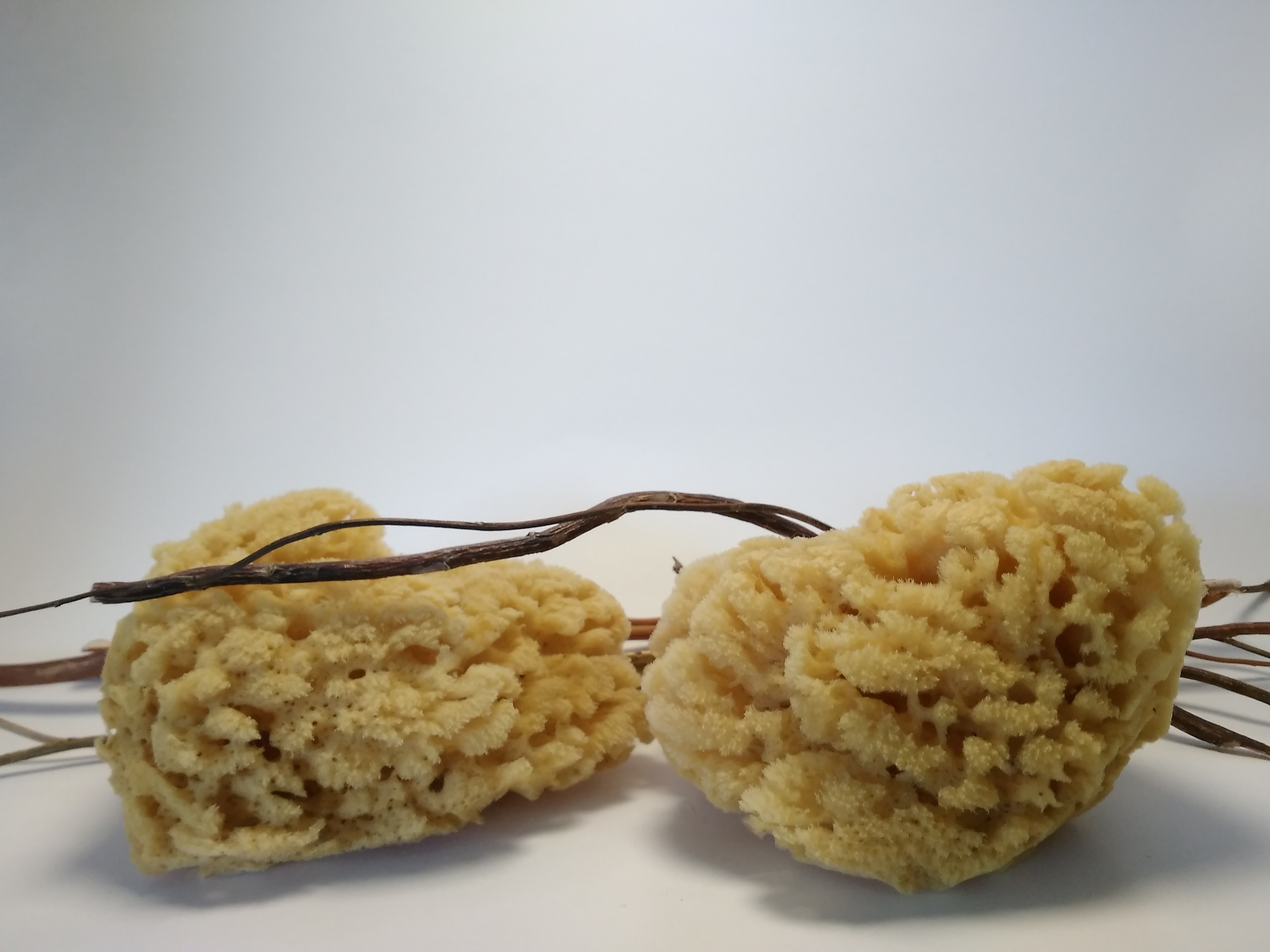 Sea Sponge 84867