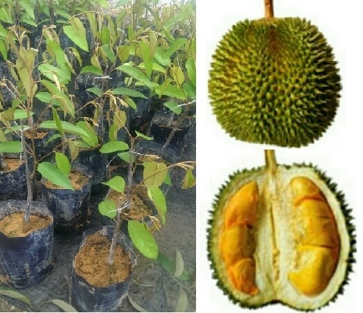 Download 62 Gambar Durian Ioi Paling Bagus HD