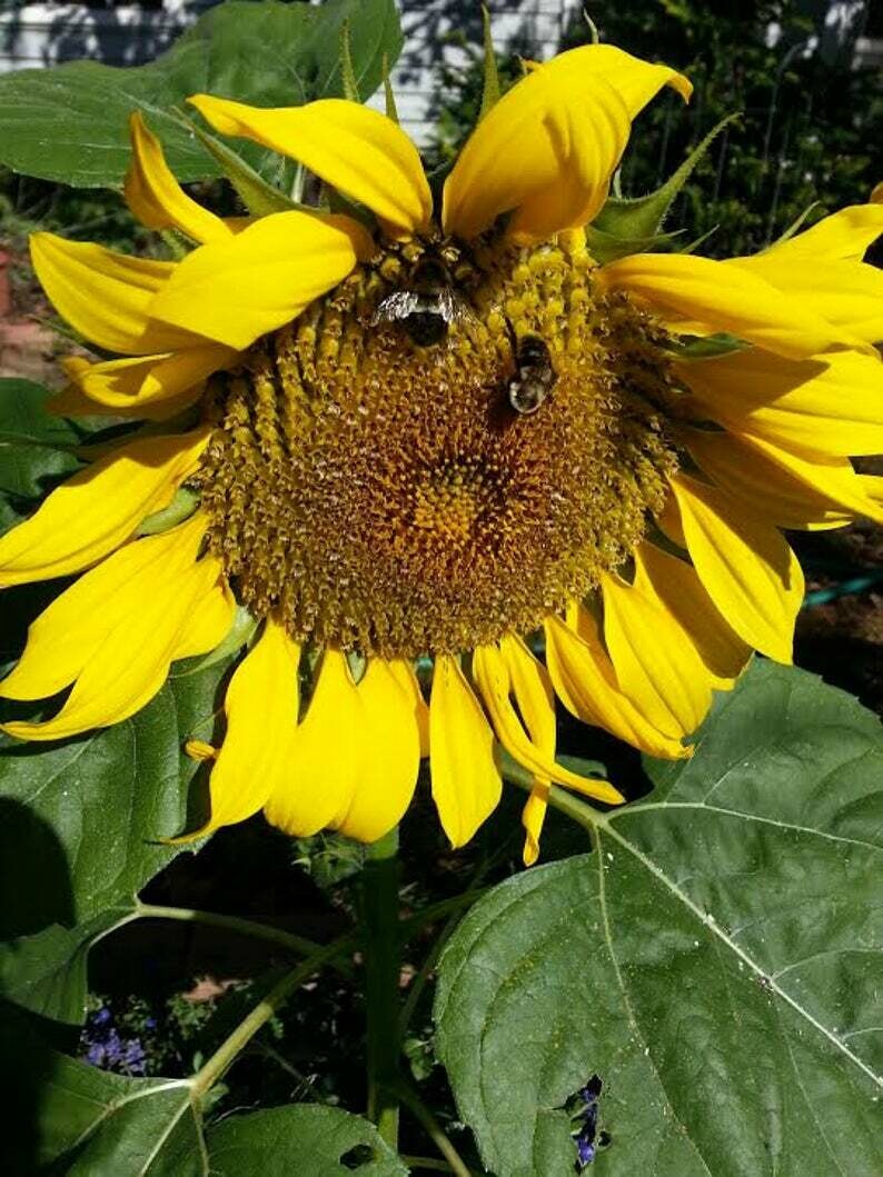 Helianthus annuus 'Big Smile' - Sunflower