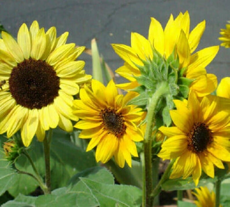 Helianthus annuus Black Oil Sunflower Shoot Seed)