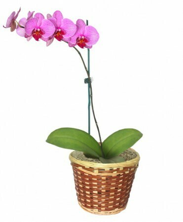 Potted Orchid Plant Potted Orchid Plant