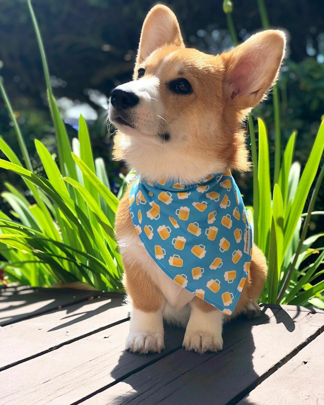 Ben corgi puppy Ben corgi puppy