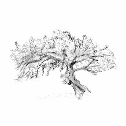 Cork oak Zen drawing print