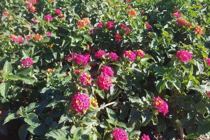 Lantana camara ‘Carnival’