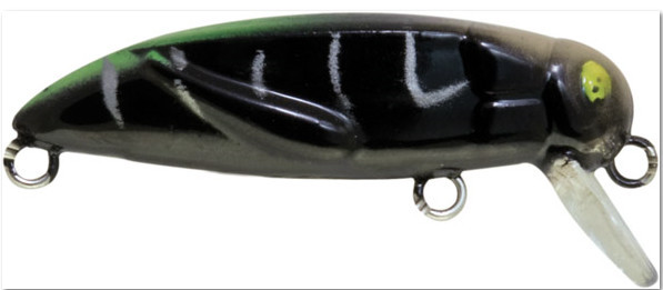 black bug