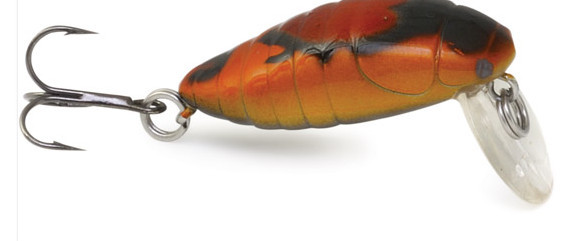 june bug