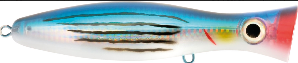 stripped sardine