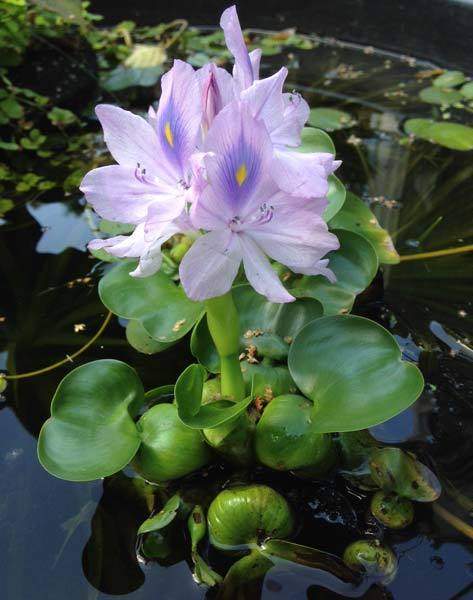 Water Hyacinth Compact Variety 3 Plants Floating Pond Plants   470502924 