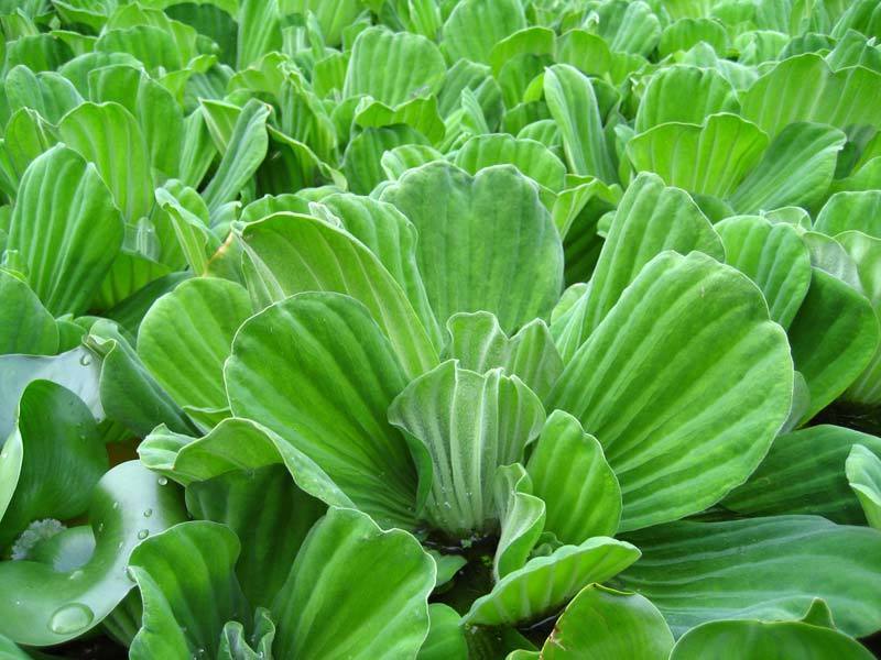 Water Lettuce Floating Pond Plant | Floating Pond Plants | Pond ...