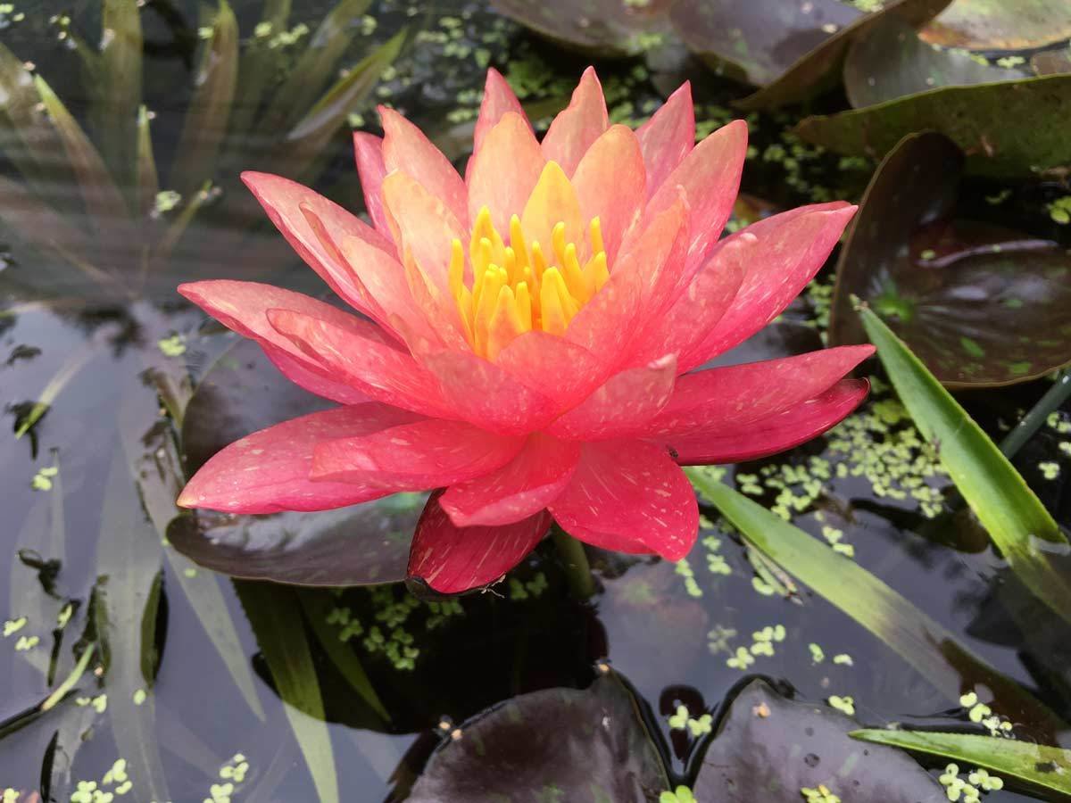 Wanvisa Hardy Peach Water Lily | Peach Hardy Water Lilies | Pond ...