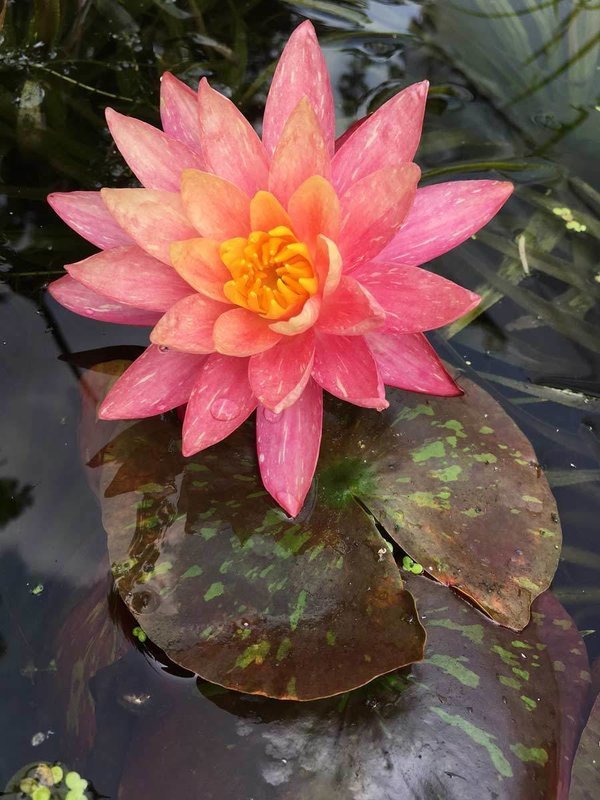 Wanvisa Hardy Peach Water Lily | Peach Hardy Water Lilies ...