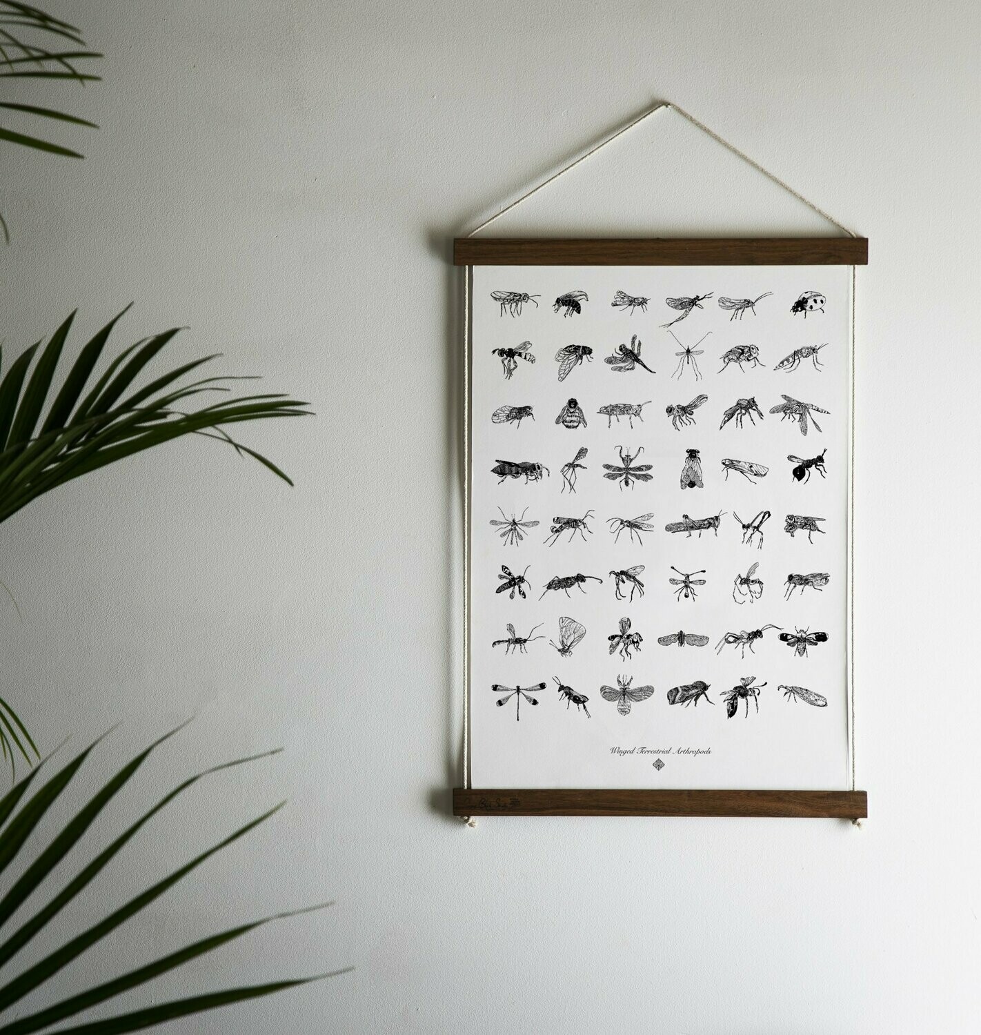 Terrestrial Arthropods by Chrysa Koukoura