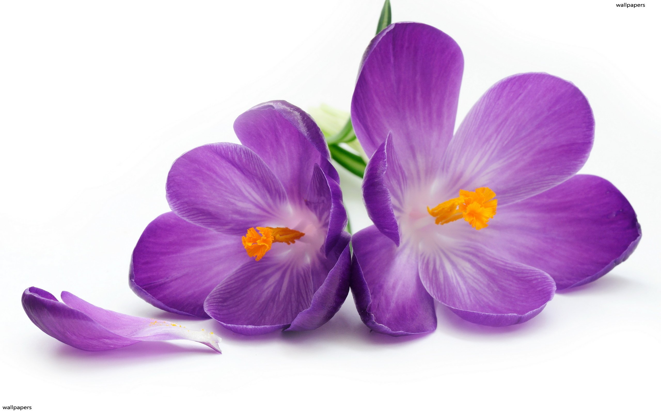 D'Olivo Violet Balsamic Vinegar 233