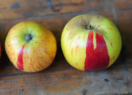 Gravenstein Apple White Balsamic Vinegar Gravenstein