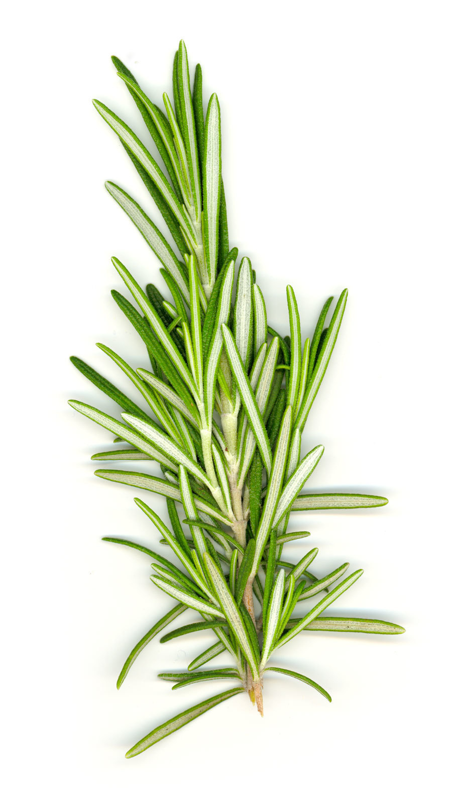 D'Olivo Wild Rosemary Olive Oil 126