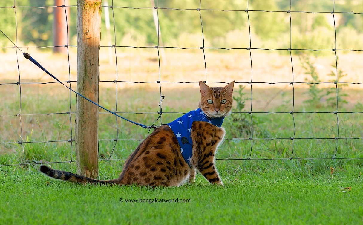 Butterfly Cat Jackets & Leash: Various Designs BCW16A