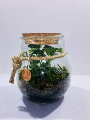 Miya Pote com rolha Fitónia