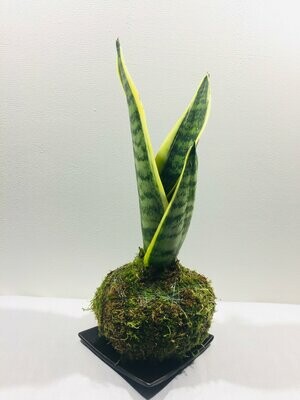 Sansevieria Trifasciata