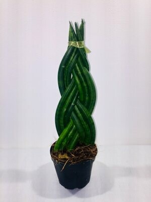 Sansevieria Cilindrica