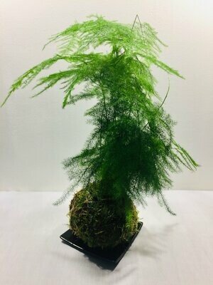 Aspargos Densiflorus