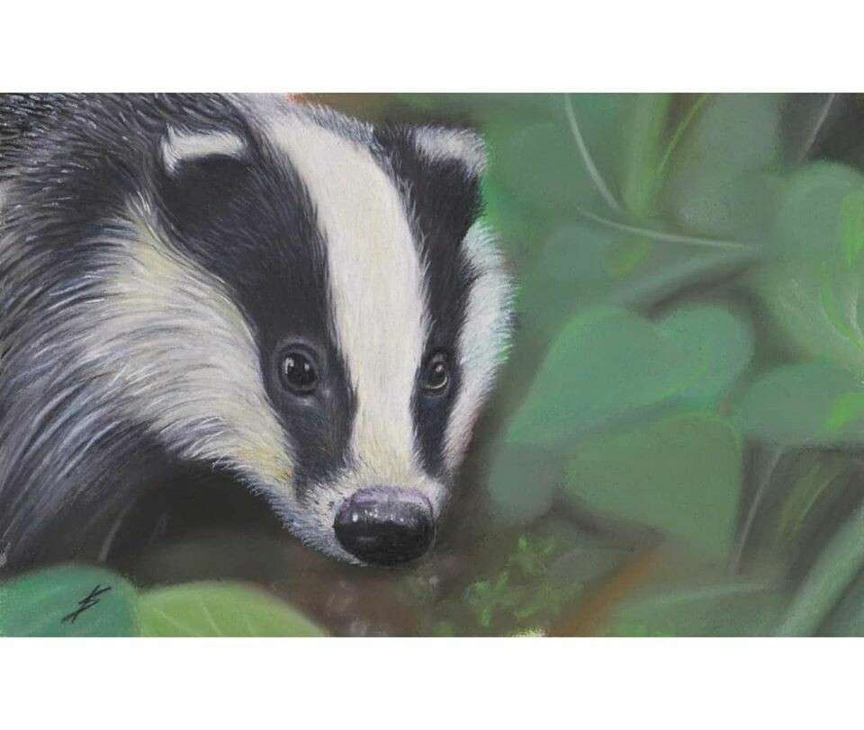 Mr Badger Mr Badger