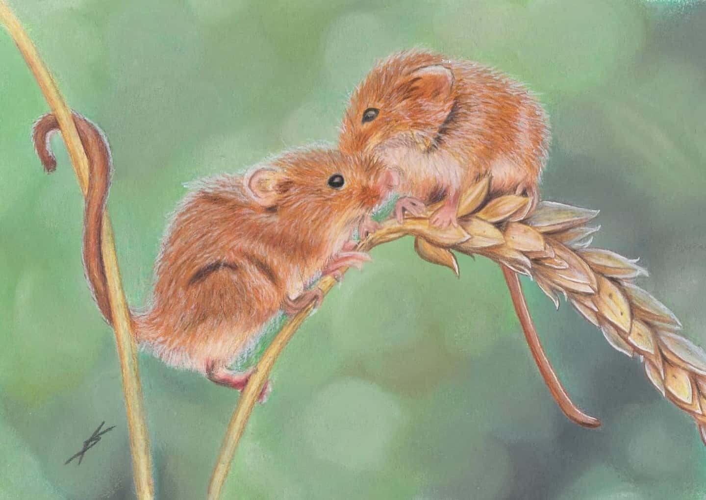 Harvest Mice Harvest Mice