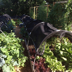 Small Garden Bed & Planting 4X4