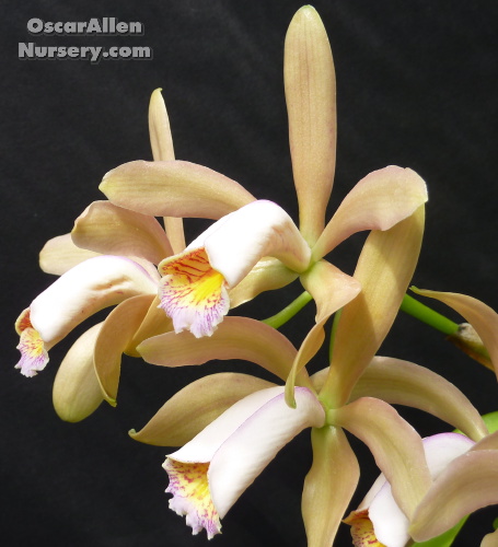Cattleya forbesii, a 'Cocktail orchid' seed grown in 2.25 inch pot Cattleya forbesii, a 'Cocktail orchid' seed grown in 2.25 inch pot