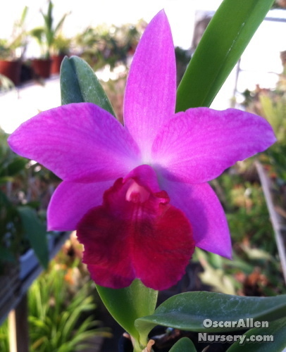 Lc. ' Libby ' in 2.25 inch pots - one set of 5 plants Lc. ' Libby ' in 2.25 inch pots - one set of 5 plants