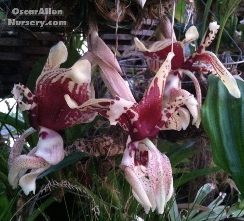 Stanhopea tigrina - seedgrown plant in 4 inch basket Stanhopea tigrina - seedgrown plant in 4 inch basket