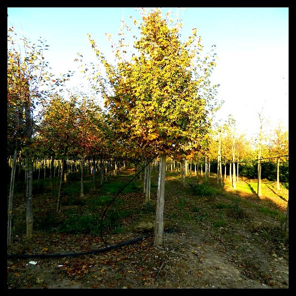 Érable champêtre 00008