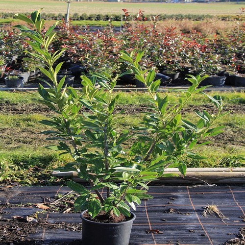Laurier ou laurelle "Etna" 00314