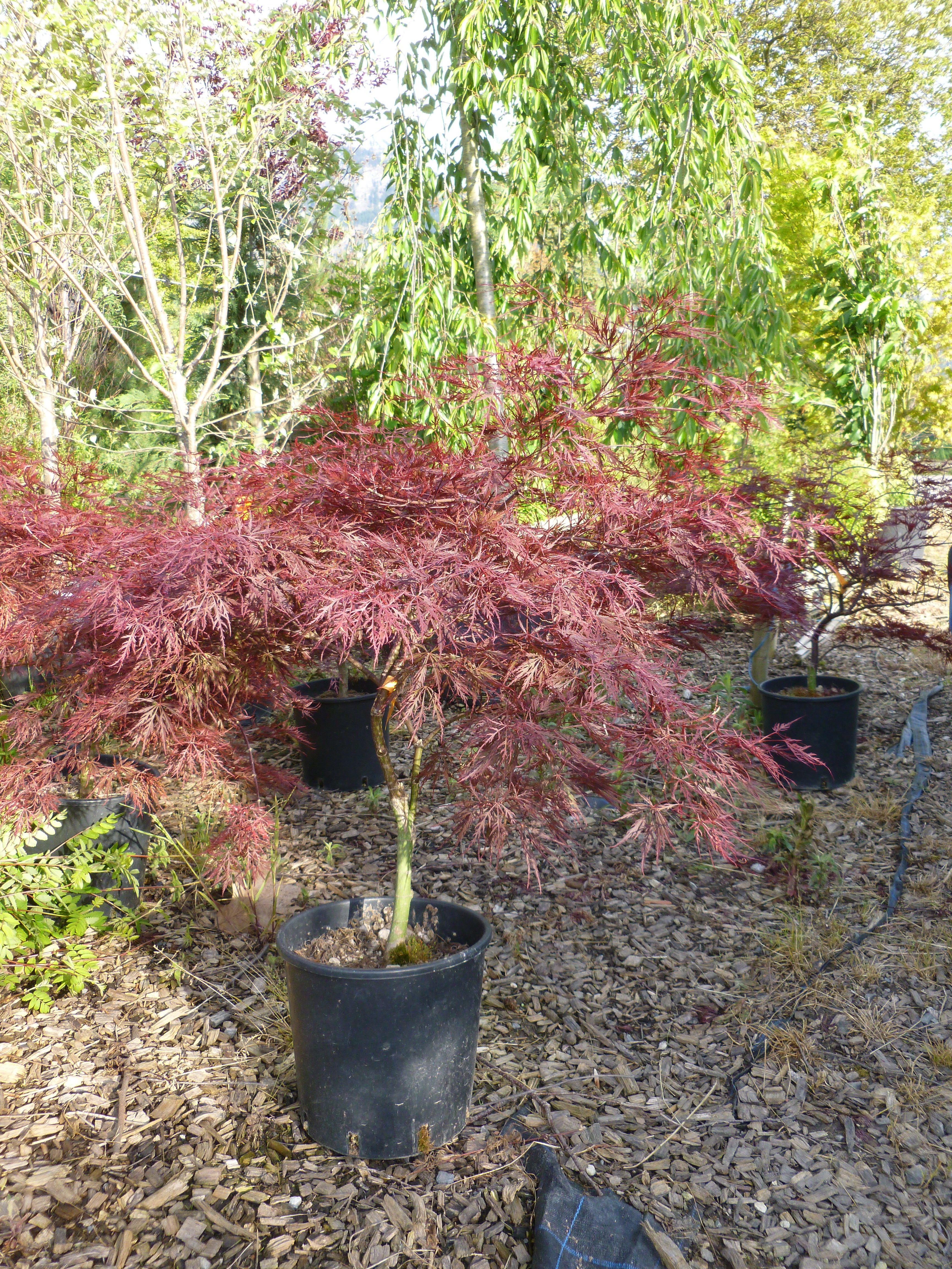 Érable du Japon 'Dissectum Garnet' 00027