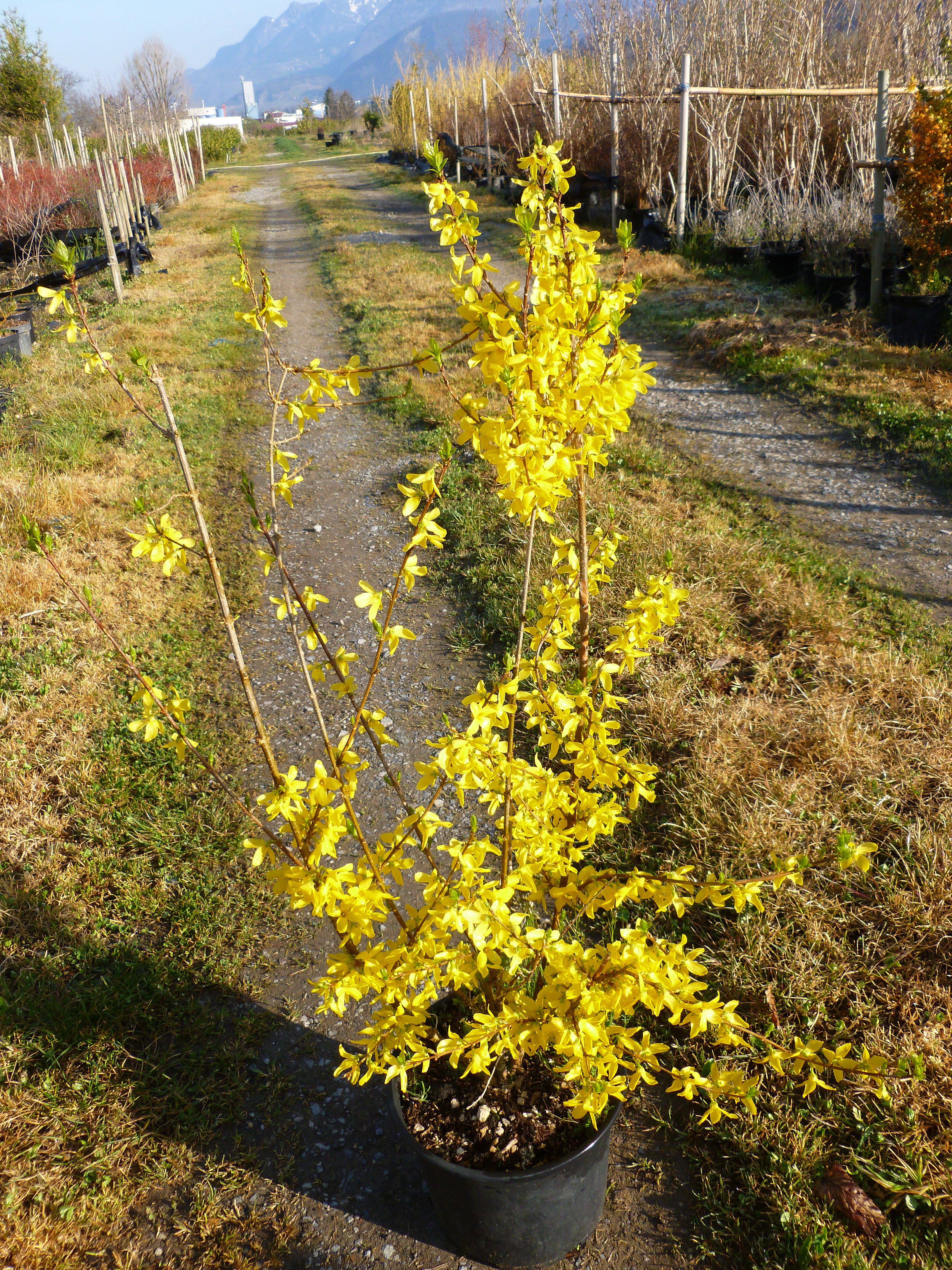 Forsythia ou Mimosa de Paris 00178