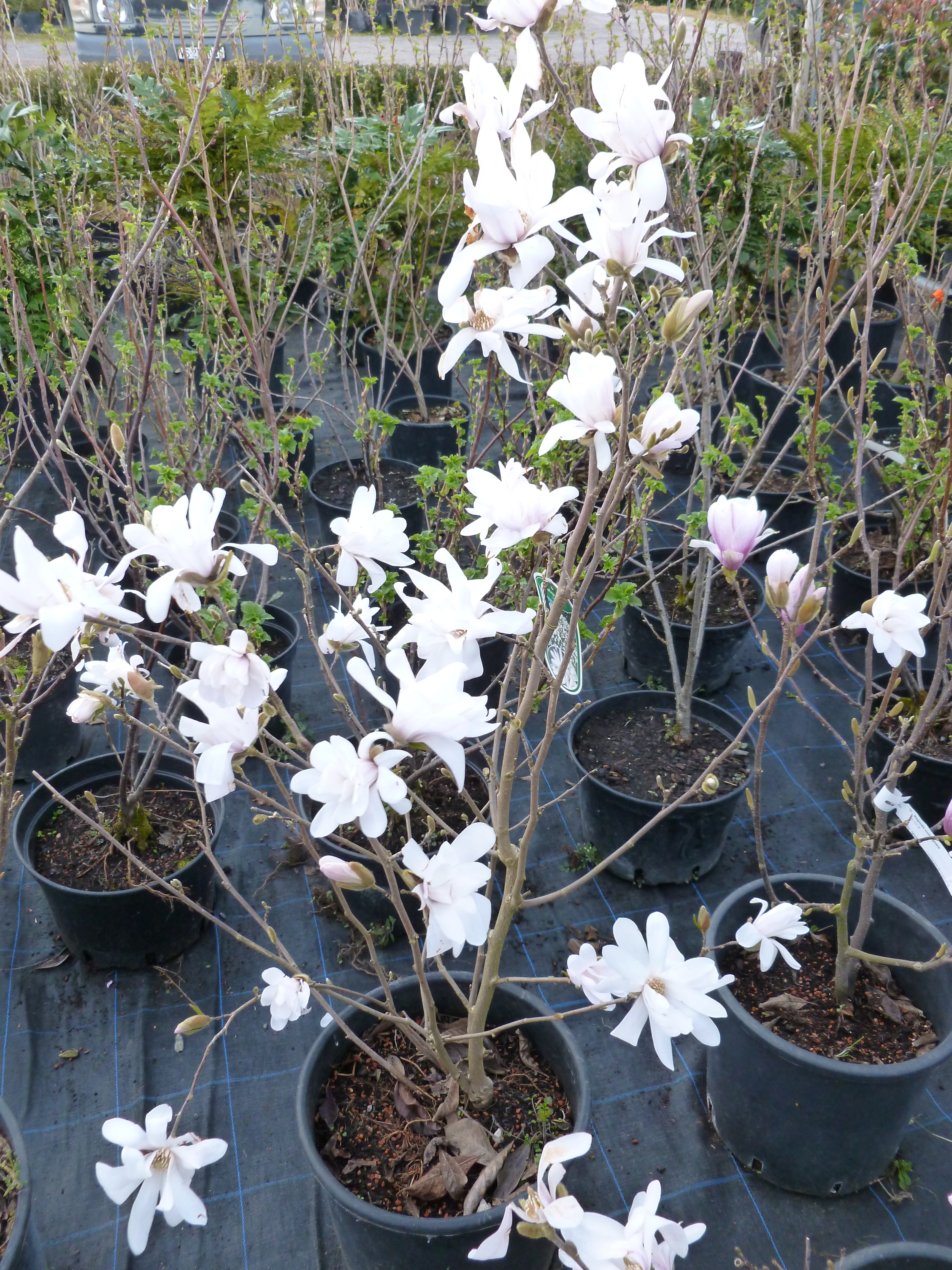 Magnolia étoilé 00249
