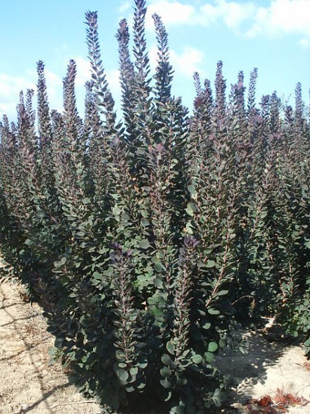 Arbre à perruque 'Royal purple' 00154