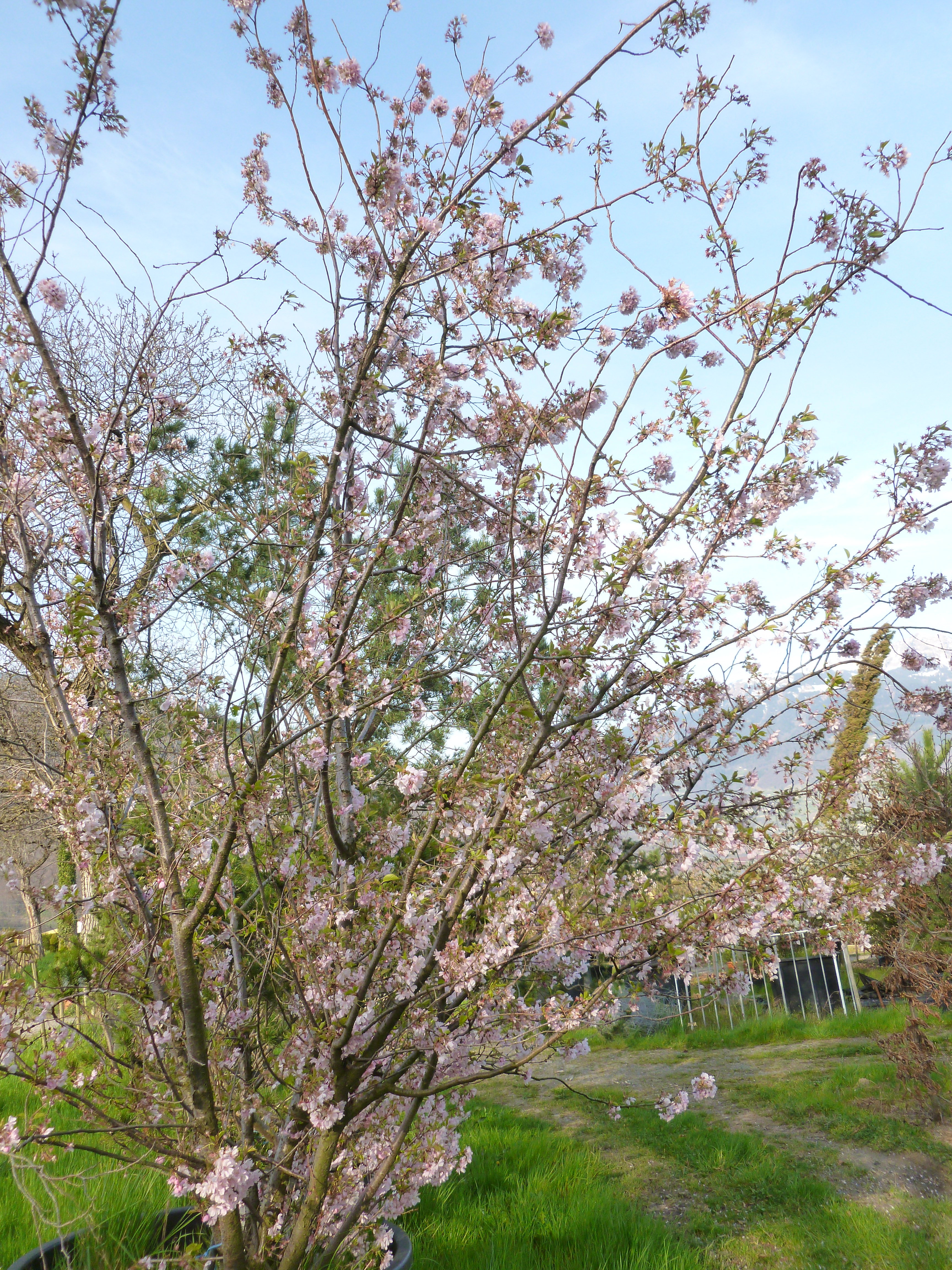 Cerisier du Japon "Accolade" 00308