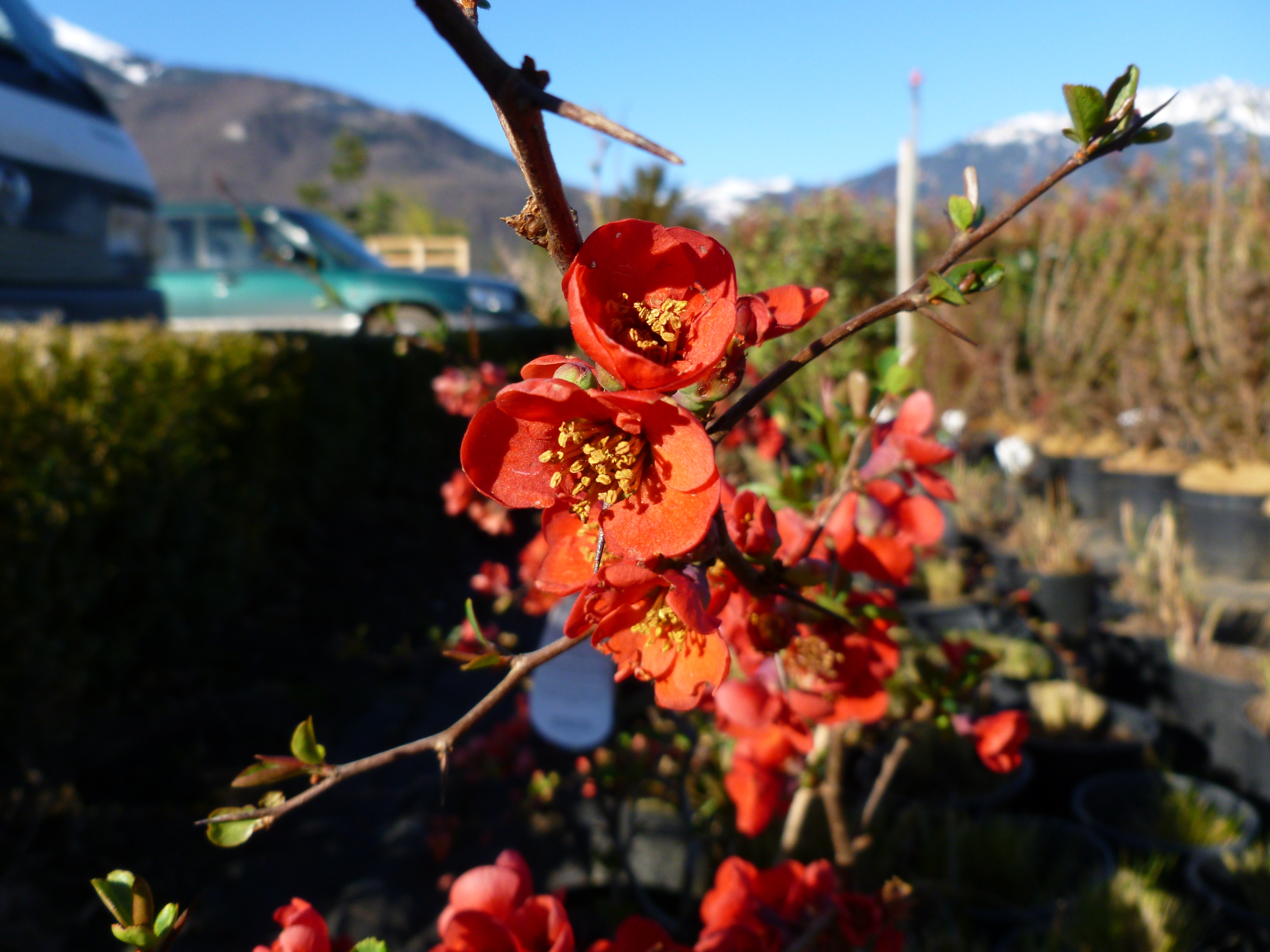 Cognassier du Japon 'Crimson And Gold' 00119