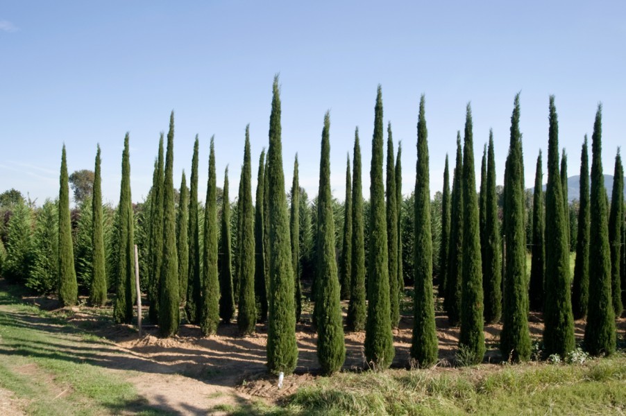 Cyprès d'Italie, de Provence 'Stricta' 00163