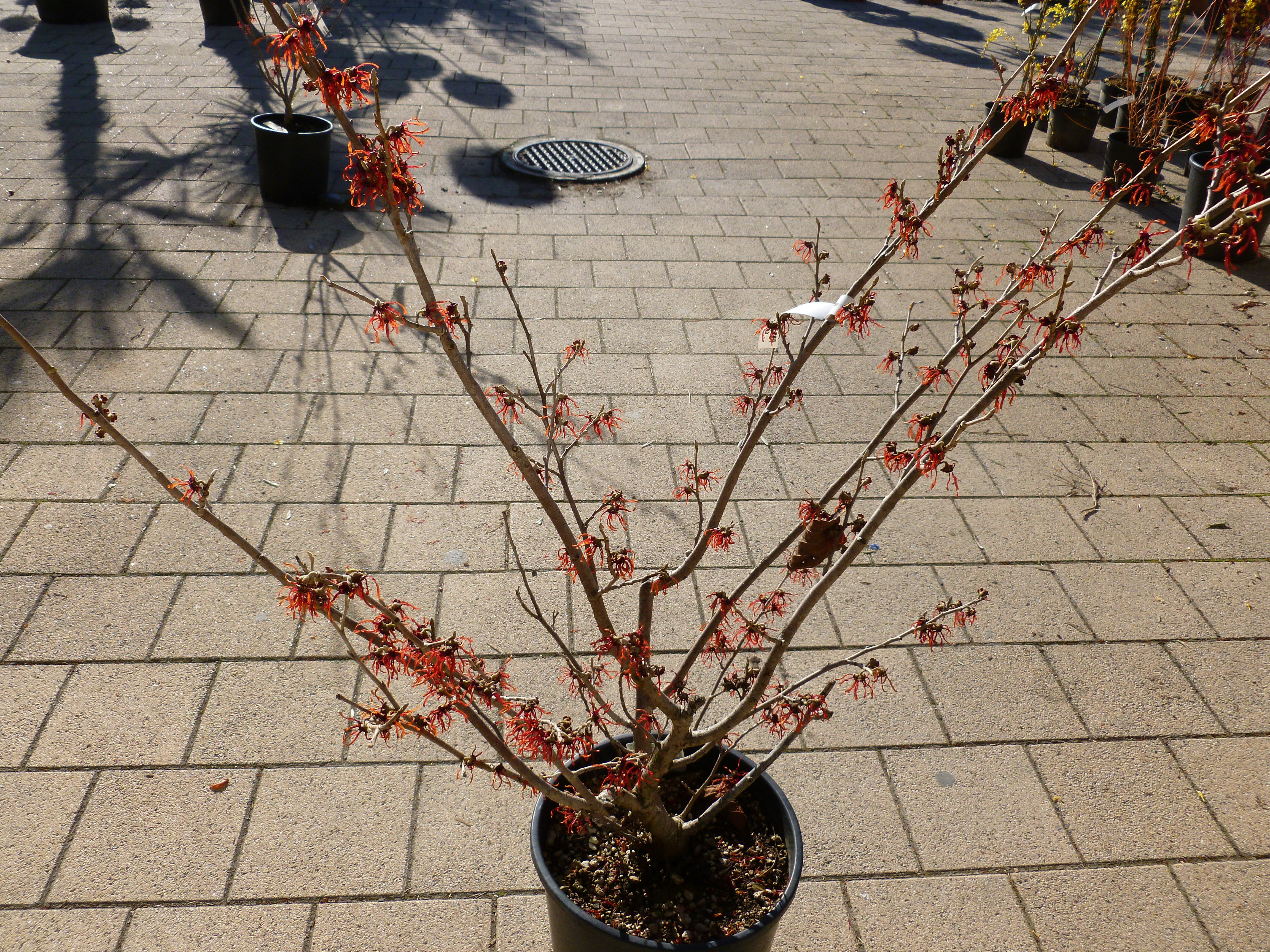 Hamamelis mollis 00187
