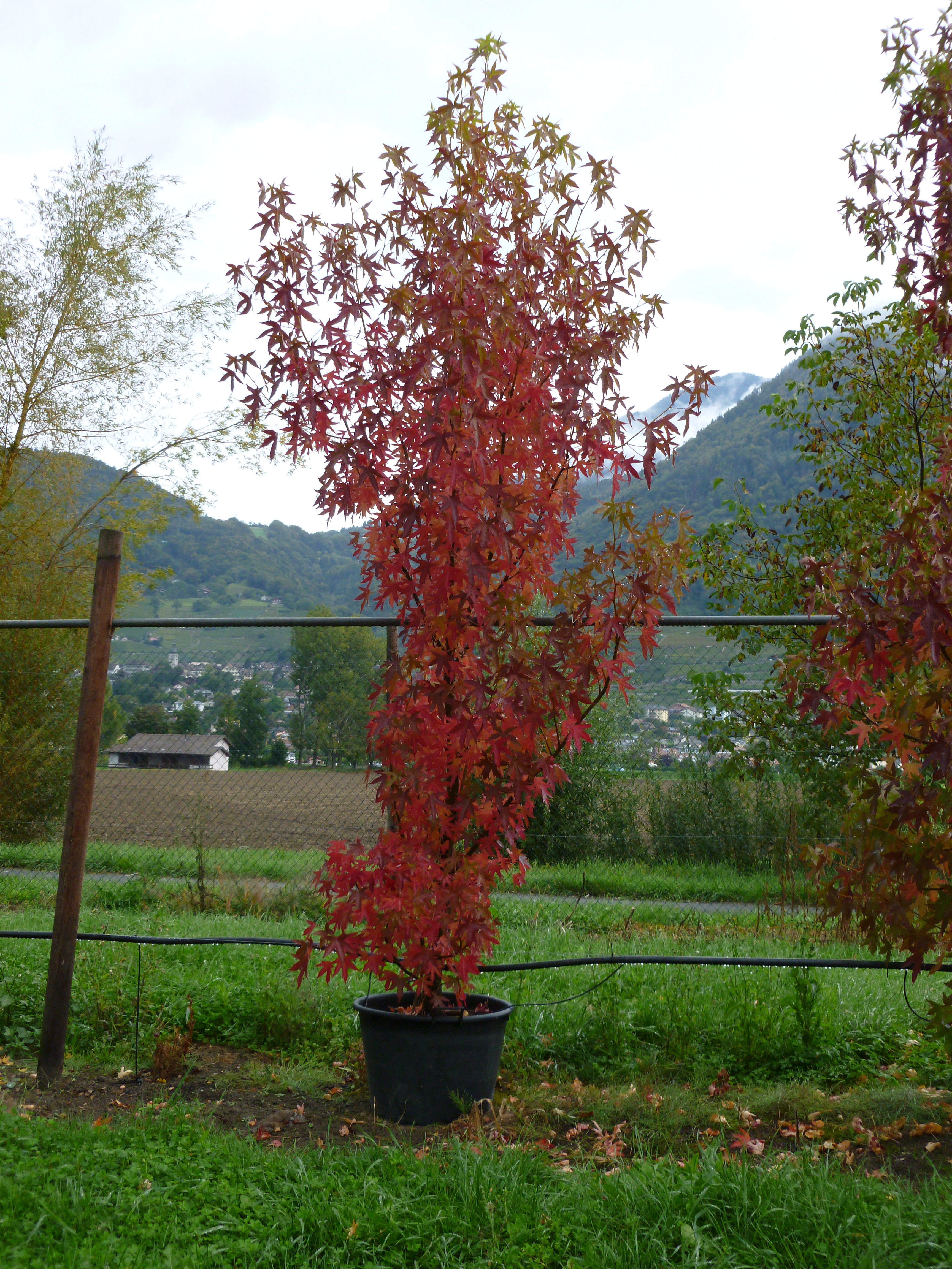 Liquidambar ou Copalme d'Amérique 00240