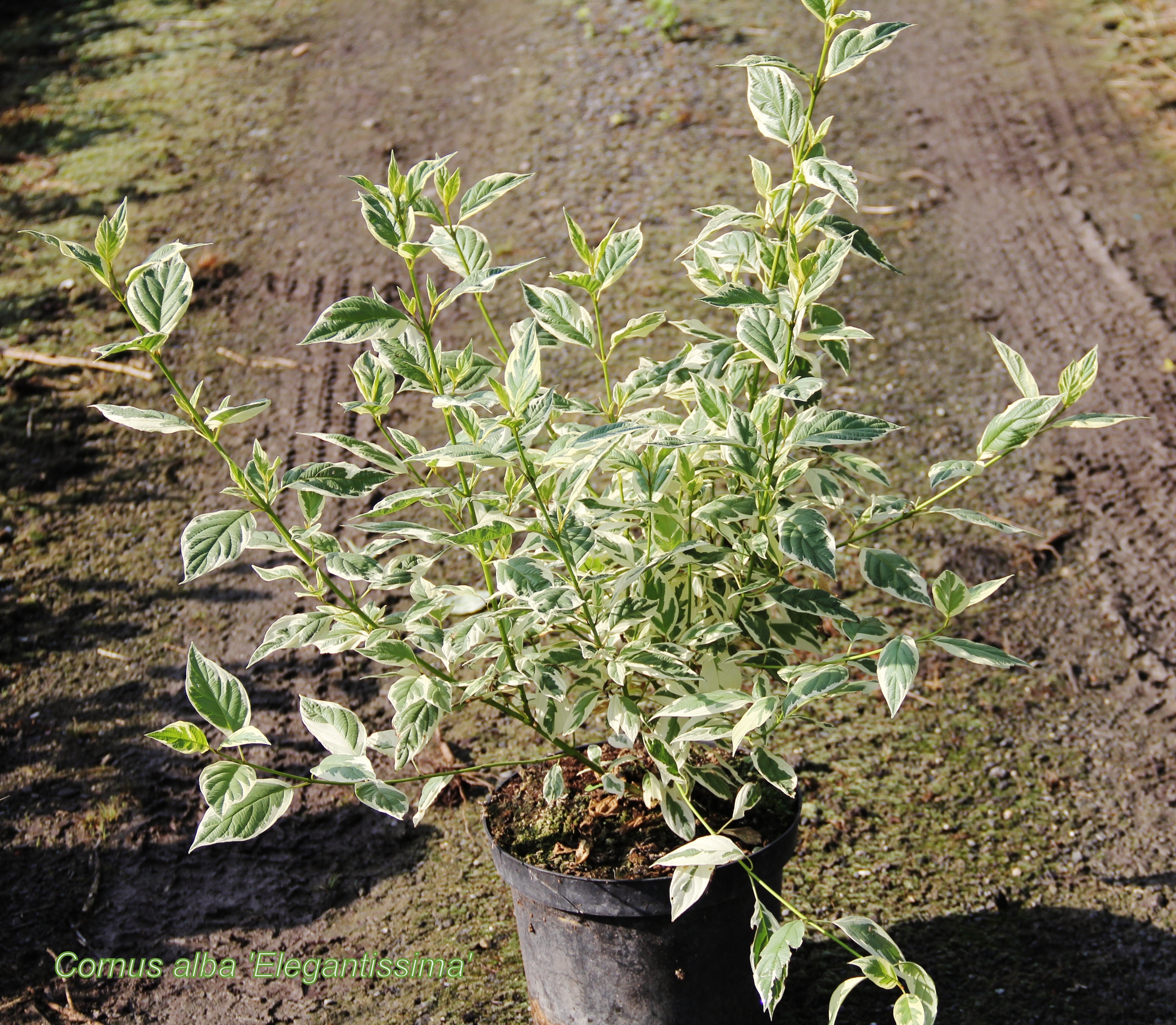 Cornouiller blanc "Elegantissima" 00139