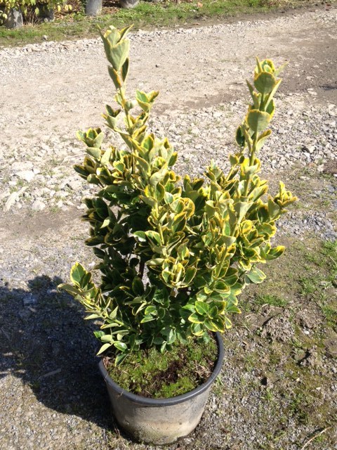 Fusain du Japon 'Aureomarginatus' 00172