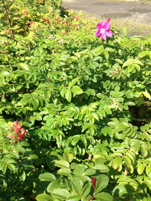 Rosier rugueux rose 00345