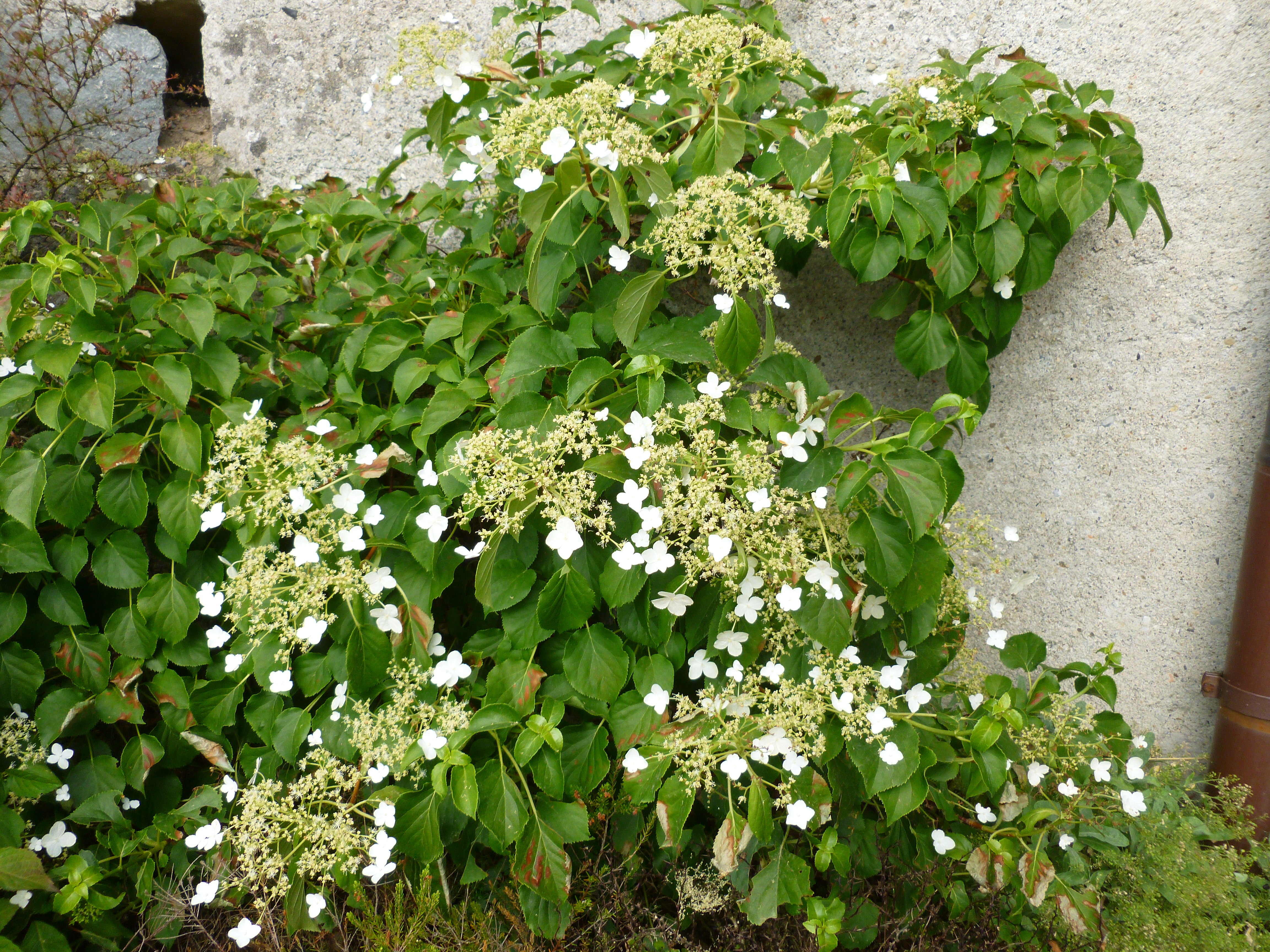 Hortensia grimpant "Petiolaris" 00196