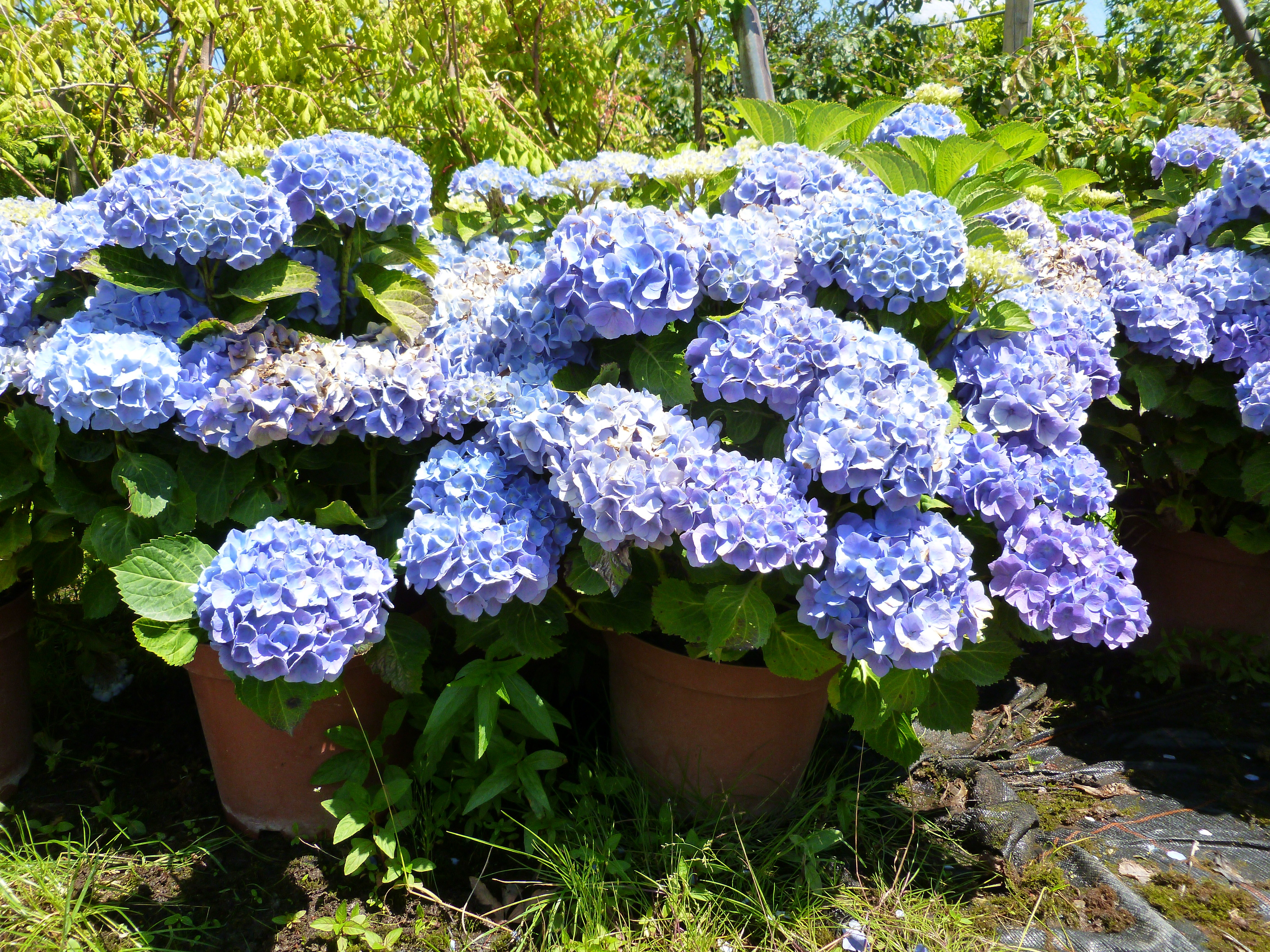 Hortensia macrophylla bleu, rose ou rouge 00199