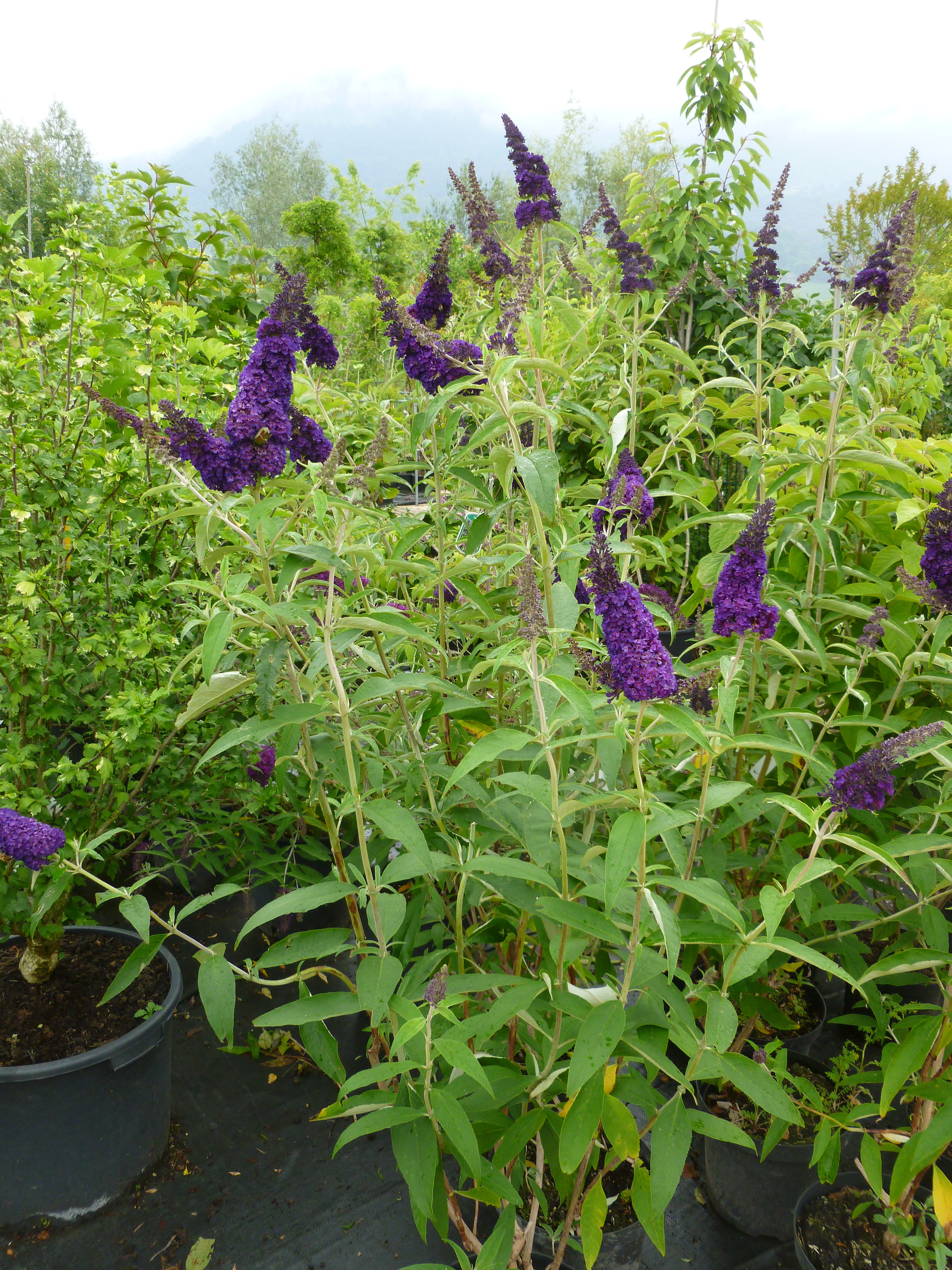Buddleia de David 00074
