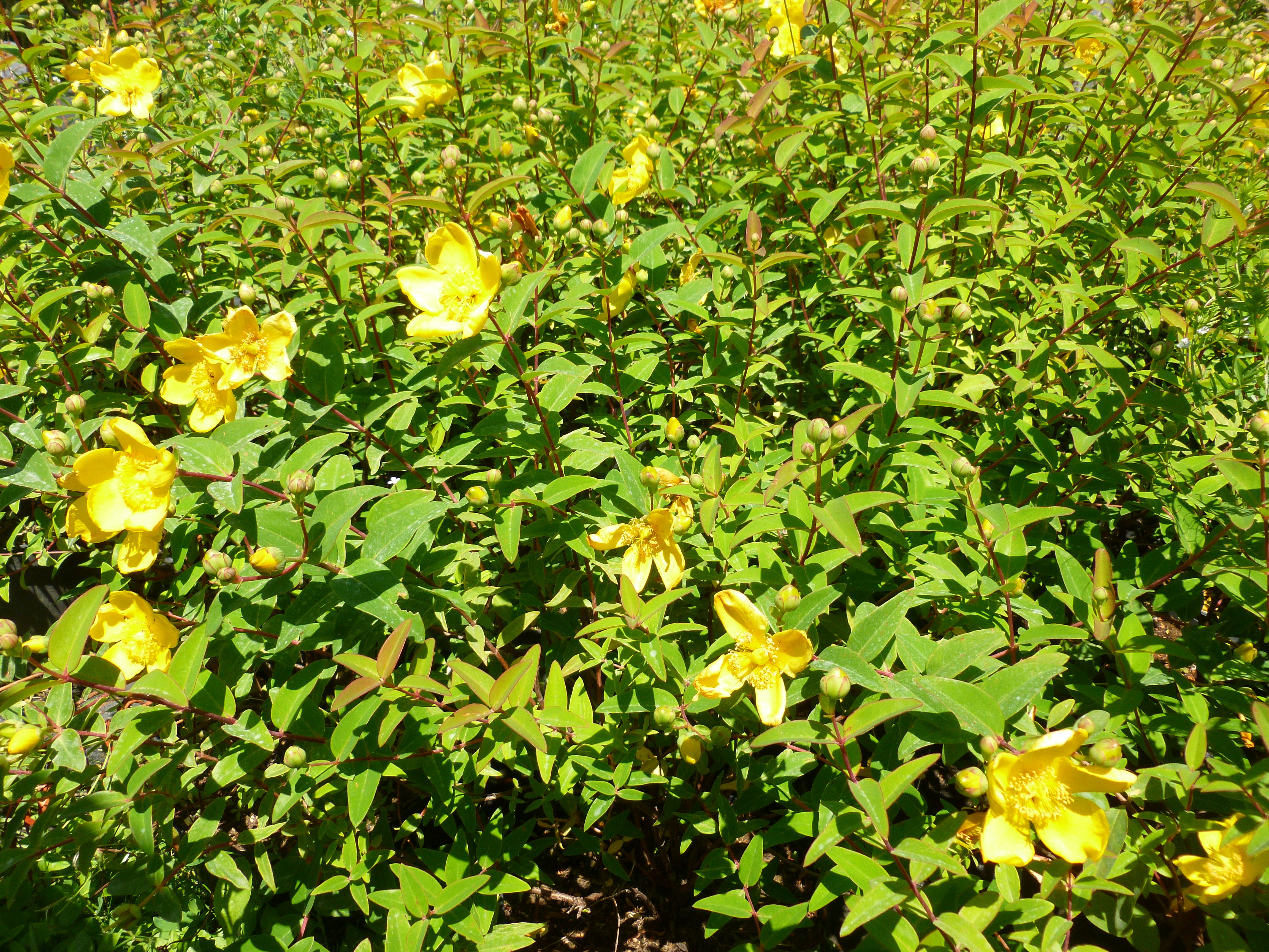 Millepertuis 'Hidcote' 00203