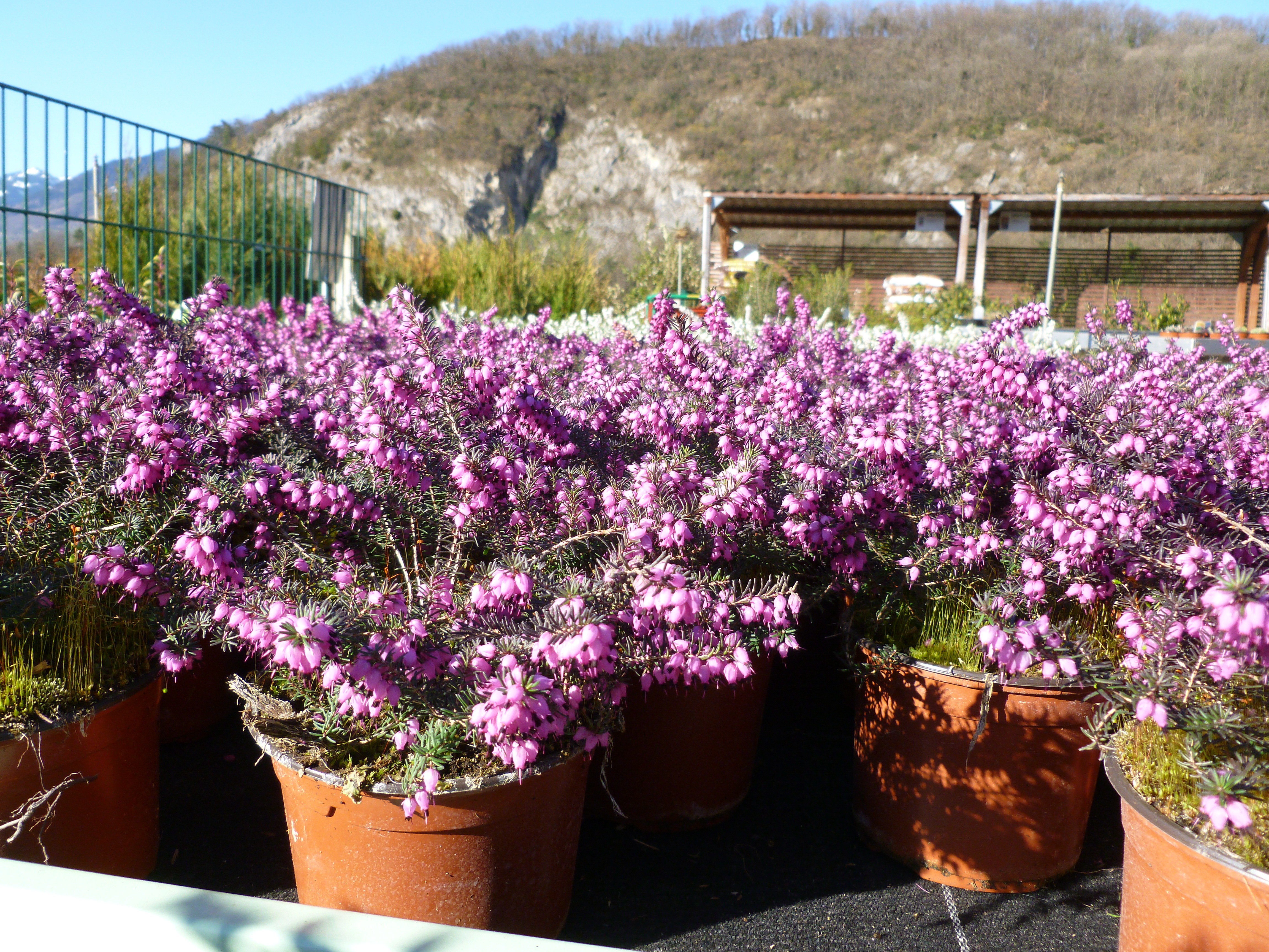 Bruyère des neige - rose ou blanche 00438