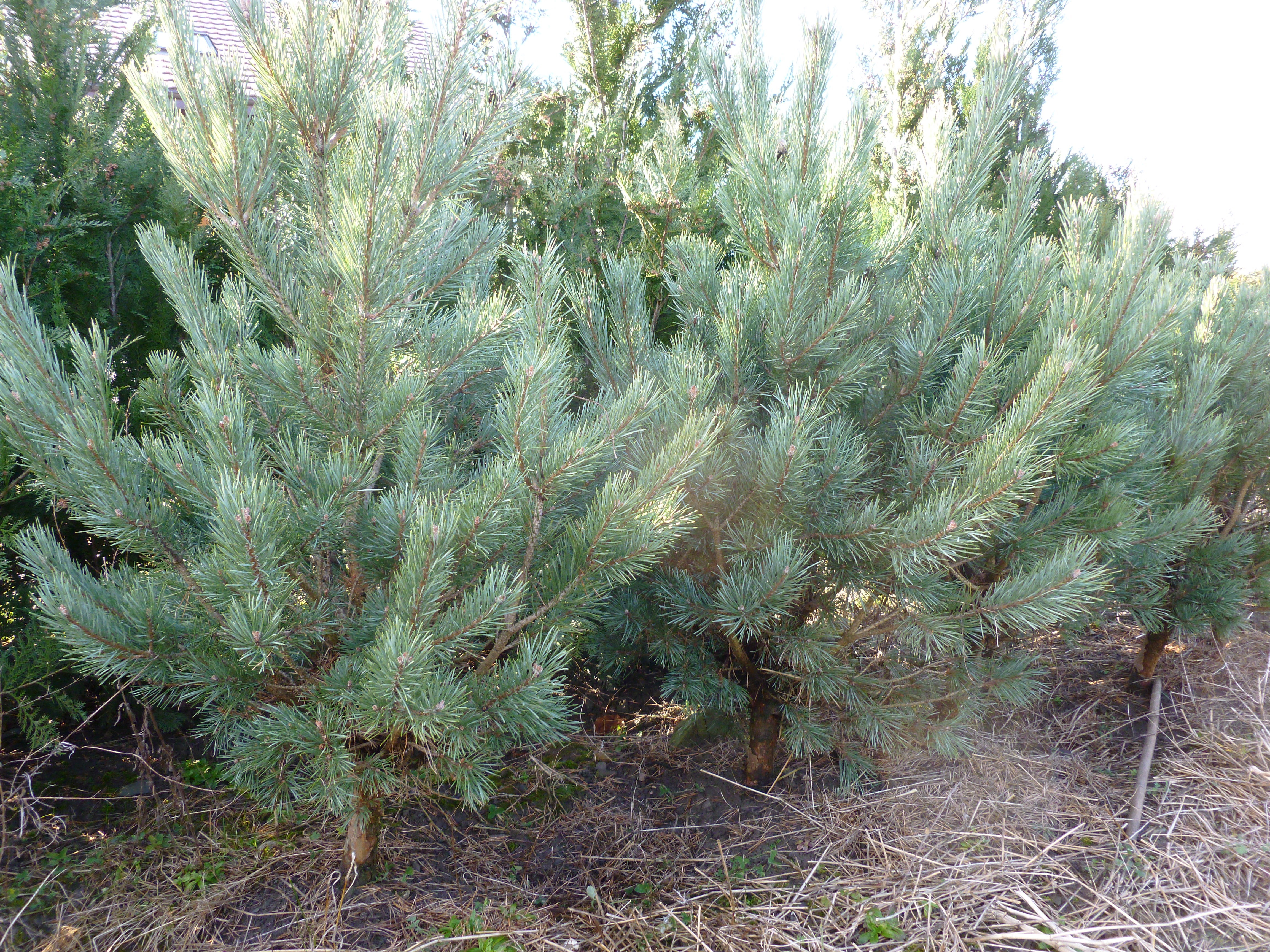 Pin sylvestre "Watereri" 00297